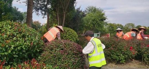 屯溪区 城市管理不“打烊”，城市颜值不走样，绿化管理显成效