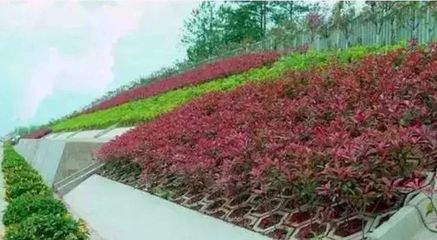 边坡绿化方案详解与绿化管理