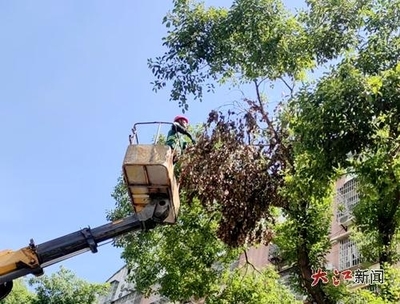 万载县城市管理局 聚焦绿化提质，刷新城市“颜值”