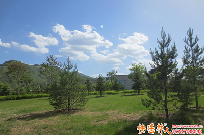 松树栽种与生根剂选用指南 解析生根剂差异与绿化管理要点