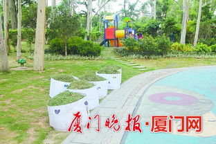 厦门出台绿化垃圾管理办法 枯枝断树优先考虑景观与木材应用，推动绿色管理升级