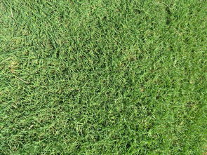 南阳百慕大草坪 产品动态与科学绿化管理实践