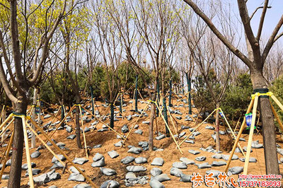 园林绿化营养液选择指南与市场价格浅析