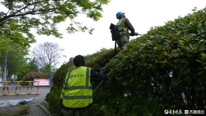 枣庄高新区 不负好时光，绿化养护忙——精细化管理的绿色实践