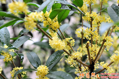 桂花树生根与养护全攻略 科学使用生根粉，助力绿植茁壮成长