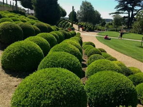 绿色城市脉动 国内园林绿化市场的需求洞察与管理创新