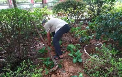 雅乐居物业绿化管理 用心服务每一天0901