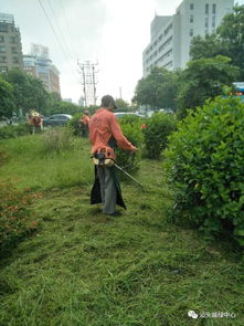 强化管理，城市绿化开启新篇章——绿化管理成效显著