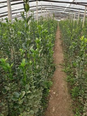 北海道黄杨在绿化中的应用与管理——以青州北海道黄杨基地为例