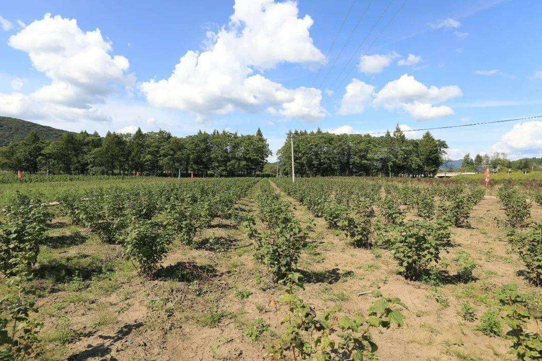 万顷林海碧波荡 千亩药田产业兴 绿色发展的和谐画卷