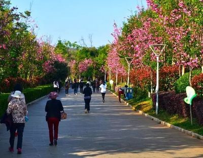 春城再添新绿 昆明着力打造世界级春城花都