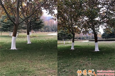 绿化涂白剂选择与成本分析 实用指南