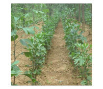 产品库绿化管理 提升效率与可持续性的关键策略