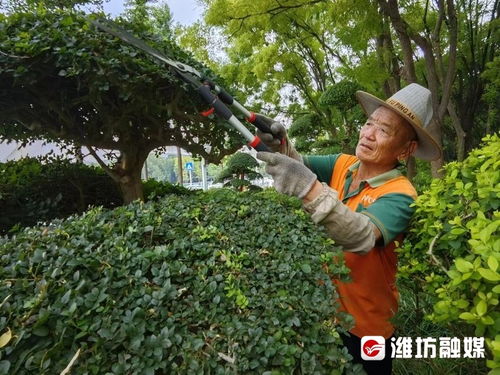 一线直击 高温下的护绿使者——那双手与那片绿的故事
