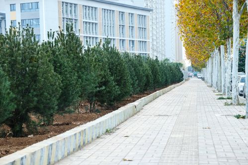 微空间治理 伊滨精细化管理，焕新城市生态底色